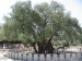 dedinka Mirovnica s najstarším olivovým stromom v Európe